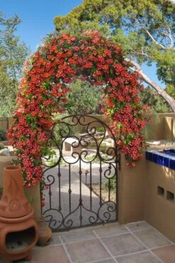 Tangerine Beauty Crossvine Bignonia - 1 Gallon Pot -Wilson Bros Gardens bignonia capreolata tangerine beauty crossvine 110