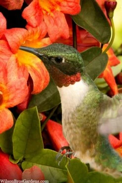 Tangerine Beauty Crossvine Bignonia - 1 Gallon Pot -Wilson Bros Gardens bignonia capreolata tangerine beauty crossvine 111