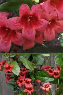 Shalimar Red Crossvine - Bignonia Capreolata - 6 Pack Of 1 Gallon Pots -Wilson Bros Gardens bignonia shalimar red crossvine 500x750 2