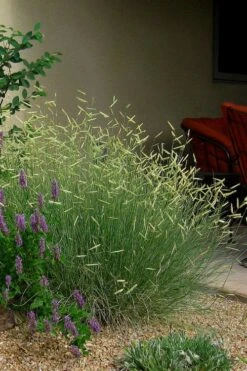 Blonde Ambition Blue Grama Grass (Bouteloua Gracilis) - 1 Gallon Pot -Wilson Bros Gardens bouteloua gracilis blonde ambition grama grass 4