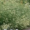 Blonde Ambition Blue Grama Grass (Bouteloua Gracilis) - 1 Gallon Pot 2 Blonde Ambition Blue Grama Grass (Bouteloua Gracilis) - 1 Gallon Pot -Wilson Bros Gardens bouteloua gracilis blonde ambition grama grass 5