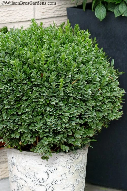 Korean Dwarf Boxwood - Buxus Sinica Var. Insularis 'Nana' - 1 Gallon Pot 3 Korean Dwarf Boxwood - Buxus Sinica Var. Insularis 'Nana' - 1 Gallon Pot
