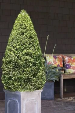 Variegated Boxwood (Buxus Sempervirens 'Aureovariegata') - 2 Gallon Pot - SALE 12 Variegated Boxwood (Buxus Sempervirens 'Aureovariegata') - 2 Gallon Pot - SALE -Wilson Bros Gardens boxwood variegated cone 2