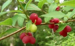Fragrant Winter Honeysuckle Bush (Lonicera Fragrantissima) - 3 Gallon Pot 17 Fragrant Winter Honeysuckle Bush (Lonicera Fragrantissima) - 3 Gallon Pot -Wilson Bros Gardens bush fragrant honeysuckle 3 800x500 1