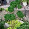 Green Mountain Boxwood Pom Pom Topiary - 7 Gallon Pot 2 Green Mountain Boxwood Pom Pom Topiary - 7 Gallon Pot -Wilson Bros Gardens buxus green mountain boxwood pom pom topiary 2