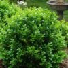 Little Missy Dwarf Boxwood - 5 Pack Of Quart Pots -Wilson Bros Gardens buxus microphylla little missy dwarf boxwood 1 1