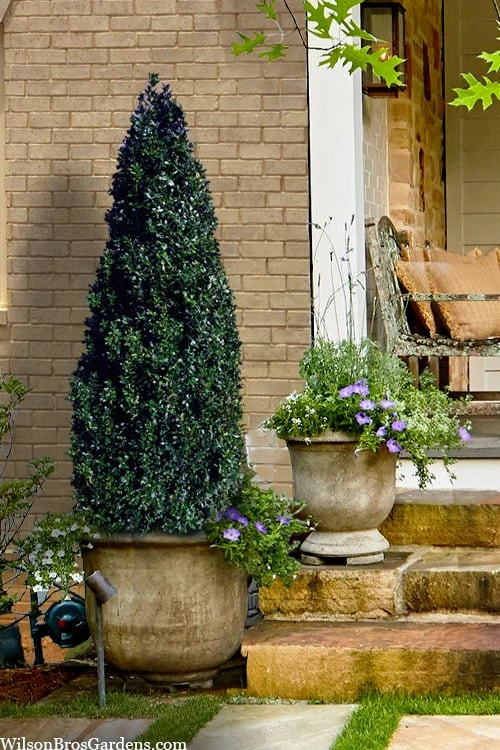 Arctic Emerald Columnar Boxwood - 6 Pack Of 1 Gallon Pots 2 Arctic Emerald Columnar Boxwood - 6 Pack Of 1 Gallon Pots