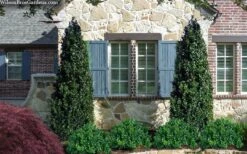 Arctic Emerald Columnar Boxwood - 6 Pack Of 1 Gallon Pots 11 Arctic Emerald Columnar Boxwood - 6 Pack Of 1 Gallon Pots -Wilson Bros Gardens buxus sempervirens arctic emerald boxwood 103