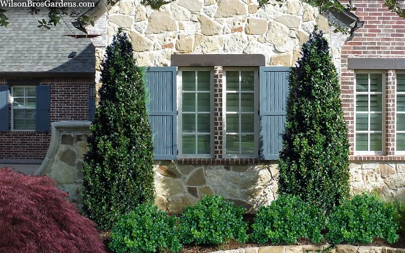 Arctic Emerald Columnar Boxwood - 6 Pack Of 1 Gallon Pots 5 Arctic Emerald Columnar Boxwood - 6 Pack Of 1 Gallon Pots - Image 4