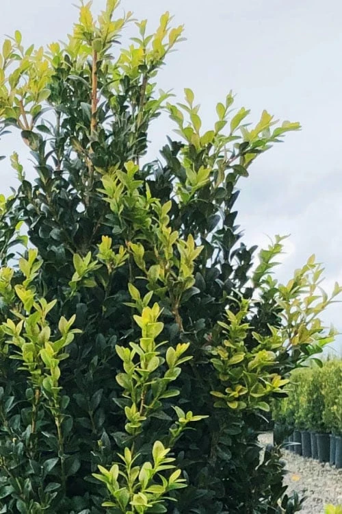 Arctic Emerald Columnar Boxwood - 6 Pack Of 1 Gallon Pots 7 Arctic Emerald Columnar Boxwood - 6 Pack Of 1 Gallon Pots - Image 6