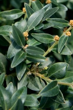 Arctic Emerald Columnar Boxwood - 6 Pack Of 1 Gallon Pots 14 Arctic Emerald Columnar Boxwood - 6 Pack Of 1 Gallon Pots -Wilson Bros Gardens buxus sempervirens arctic emerald boxwood 16