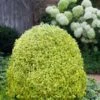 Variegated Boxwood (Buxus Sempervirens 'Aureovariegata') - 2 Gallon Pot - SALE -Wilson Bros Gardens buxus sempervirens aureovariegata variegated boxwood 5