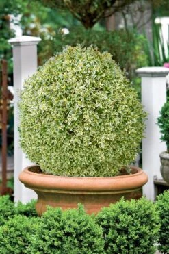 Elegans Variegated Boxwood - Buxus Sempervirens 'Elegantissima' - 3 Gallon Pot 11 Elegans Variegated Boxwood - Buxus Sempervirens 'Elegantissima' - 3 Gallon Pot -Wilson Bros Gardens buxus sempervirens elegantissima variegated boxwood 101