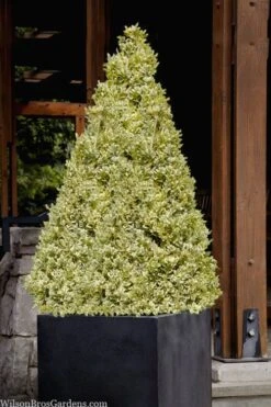 Elegans Variegated Boxwood - Buxus Sempervirens 'Elegantissima' - 3 Gallon Pot 12 Elegans Variegated Boxwood - Buxus Sempervirens 'Elegantissima' - 3 Gallon Pot -Wilson Bros Gardens buxus sempervirens elegantissima variegated boxwood 105