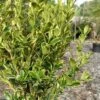 Sunburst Variegated Korean Boxwood - 1 Gallon Pot 2 Sunburst Variegated Korean Boxwood - 1 Gallon Pot -Wilson Bros Gardens buxus sinica sunburst variegated korean boxwood 2