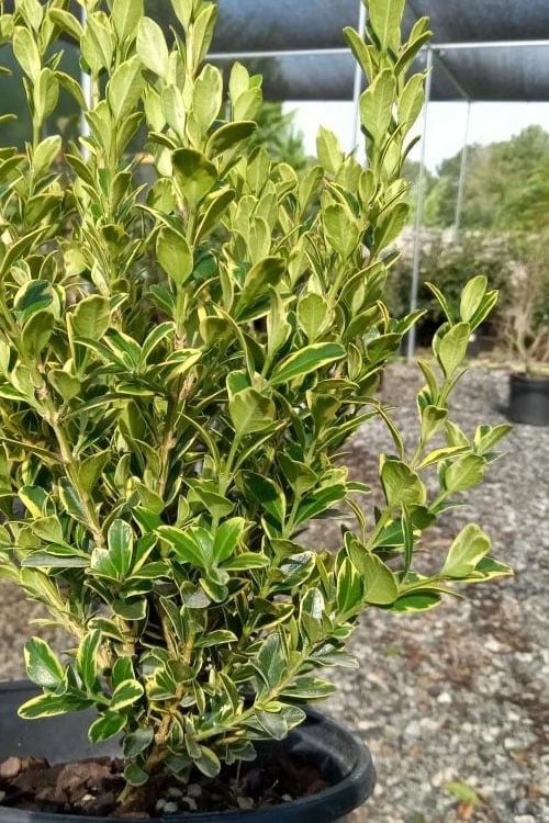 Sunburst Variegated Korean Boxwood - 1 Gallon Pot 3 Sunburst Variegated Korean Boxwood - 1 Gallon Pot