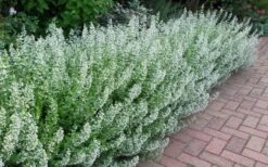 White Cloud Calamint - 1 Gallon Pot 15 White Cloud Calamint - 1 Gallon Pot -Wilson Bros Gardens calamint white cloud 1