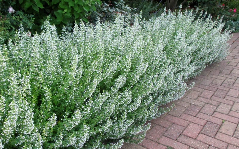 White Cloud Calamint - 1 Gallon Pot 7 White Cloud Calamint - 1 Gallon Pot - Image 5