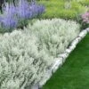 White Cloud Calamint - 1 Gallon Pot 2 White Cloud Calamint - 1 Gallon Pot -Wilson Bros Gardens calamint white cloud 3
