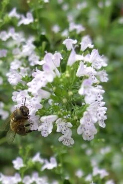 White Cloud Calamint - 1 Gallon Pot 17 White Cloud Calamint - 1 Gallon Pot -Wilson Bros Gardens calamint white cloud 4