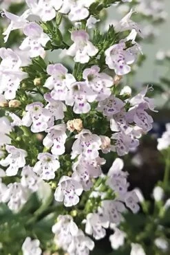 White Cloud Calamint - 1 Gallon Pot 18 White Cloud Calamint - 1 Gallon Pot -Wilson Bros Gardens calamint white cloud 6