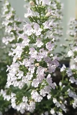 White Cloud Calamint - 1 Gallon Pot 19 White Cloud Calamint - 1 Gallon Pot -Wilson Bros Gardens calamint white cloud 7