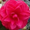 Glen 40 Camellia Japonica - 1 Gallon Pot -Wilson Bros Gardens camellia glen 40 2 thumbnail