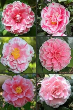Brilliant Gem Fragrant Camellia Japonica - Herme - 3 Gallon Pot -Wilson Bros Gardens camellia herrmes 1