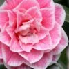 Brilliant Gem Fragrant Camellia Japonica - Herme - 3 Gallon Pot -Wilson Bros Gardens camellia herrmes 5