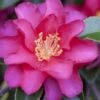 Hiryu Camellia Sasanqua - 3 Gallon Pot 2 Hiryu Camellia Sasanqua - 3 Gallon Pot -Wilson Bros Gardens camellia hiryu 1