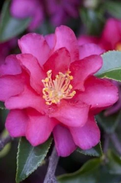 Front Page 29 Hiryu Camellia Sasanqua - 3 Gallon Pot