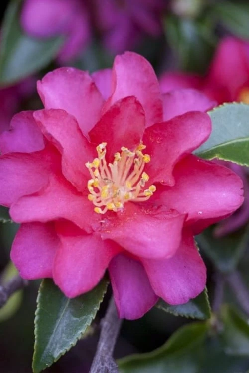 Hiryu Camellia Sasanqua - 3 Gallon Pot 3 Hiryu Camellia Sasanqua - 3 Gallon Pot