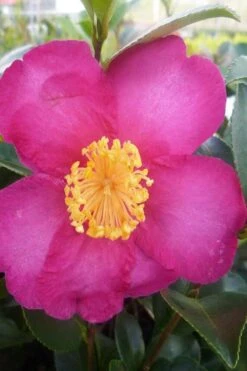 Hiryu Camellia Sasanqua - 3 Gallon Pot 12 Hiryu Camellia Sasanqua - 3 Gallon Pot -Wilson Bros Gardens camellia hiryu 2