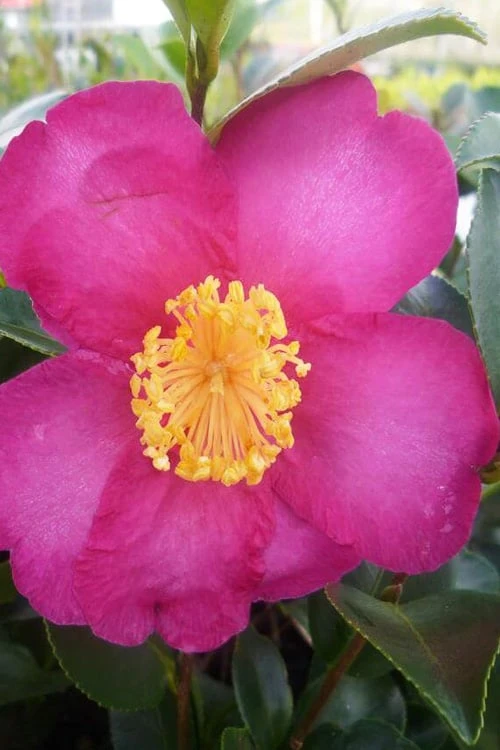 Hiryu Camellia Sasanqua - 3 Gallon Pot 7 Hiryu Camellia Sasanqua - 3 Gallon Pot - Image 5
