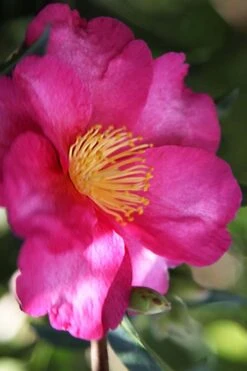 Hiryu Camellia Sasanqua - 3 Gallon Pot 11 Hiryu Camellia Sasanqua - 3 Gallon Pot -Wilson Bros Gardens camellia hiryu 3