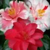 Lady Vansittart Multicolor Camellia Japonica - 3 Gallon Pot -Wilson Bros Gardens camellia lady vansittart 50