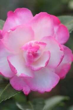 Front Page 25 Leslie Ann Camellia Sasanqua - 1 Gallon Pot