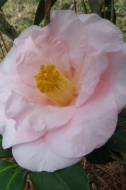 Moonlight Bay Camellia Japonica - 3 Gallon Pot 11 Moonlight Bay Camellia Japonica - 3 Gallon Pot -Wilson Bros Gardens camellia moonlight bay 5