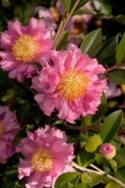 October Magic Carpet Dwarf Camellia - 1 Gallon Pot