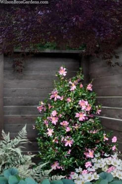 Slim 'N Trim Camellia - 7 Gallon Pot 9 Slim 'N Trim Camellia - 7 Gallon Pot -Wilson Bros Gardens camellia slim n trim 103