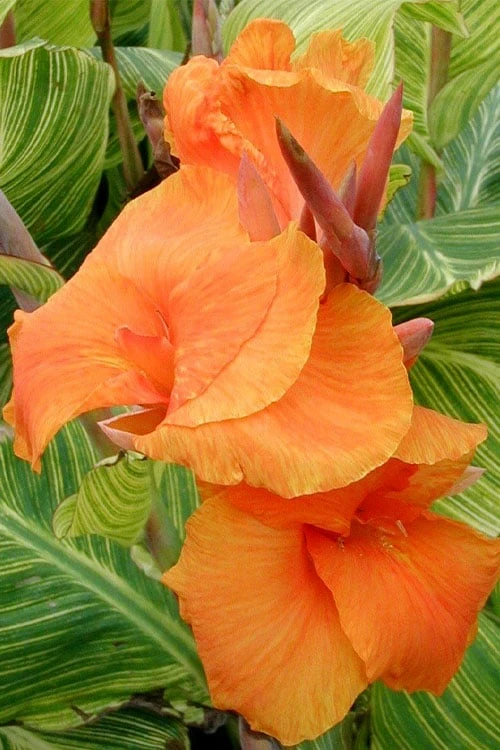 Bengal Tiger Canna Lily - 1 Gallon Pot 8 Bengal Tiger Canna Lily - 1 Gallon Pot - Image 6