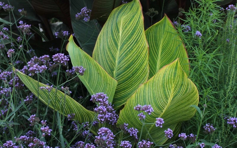 Bengal Tiger Canna Lily - 1 Gallon Pot 11 Bengal Tiger Canna Lily - 1 Gallon Pot - Image 9
