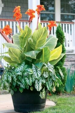 Bengal Tiger Canna Lily - 1 Gallon Pot 18 Bengal Tiger Canna Lily - 1 Gallon Pot -Wilson Bros Gardens canna pretoria bengal tiger 4