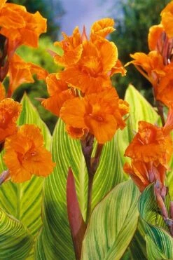 Bengal Tiger Canna Lily - 1 Gallon Pot 15 Bengal Tiger Canna Lily - 1 Gallon Pot -Wilson Bros Gardens canna pretoria bengal tiger 8