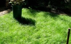 Pennsylvania Sedge (Carex Pennsylvanica) - 8 Pack 1 Gallon Pot -Wilson Bros Gardens carex pennsylvanica pennylvania sedge 1