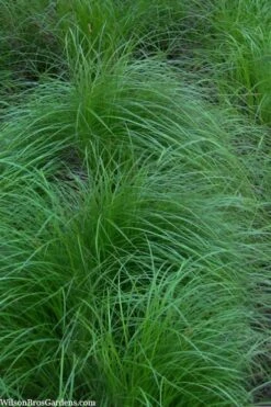 Pennsylvania Sedge (Carex Pennsylvanica) - 8 Pack 1 Gallon Pot -Wilson Bros Gardens carex pennsylvanica pennylvania sedge 2