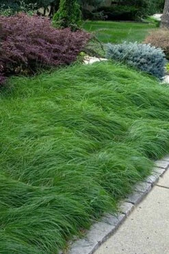 Pennsylvania Sedge (Carex Pennsylvanica) - 8 Pack 1 Gallon Pot -Wilson Bros Gardens carex pennsylvanica pennylvania sedge 4
