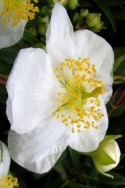 Elizabeth Bush Anemone (Carpentaria Californica) - 5 Gallon Pot -Wilson Bros Gardens carpentaria californica elizabeth bush anemone 5