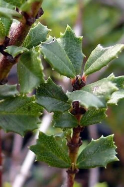 Blue Jeans Mountain Lilac (Ceanothus) - 2 Gallon Pot 13 Blue Jeans Mountain Lilac (Ceanothus) - 2 Gallon Pot -Wilson Bros Gardens ceanothus blue jeans california lilac 7