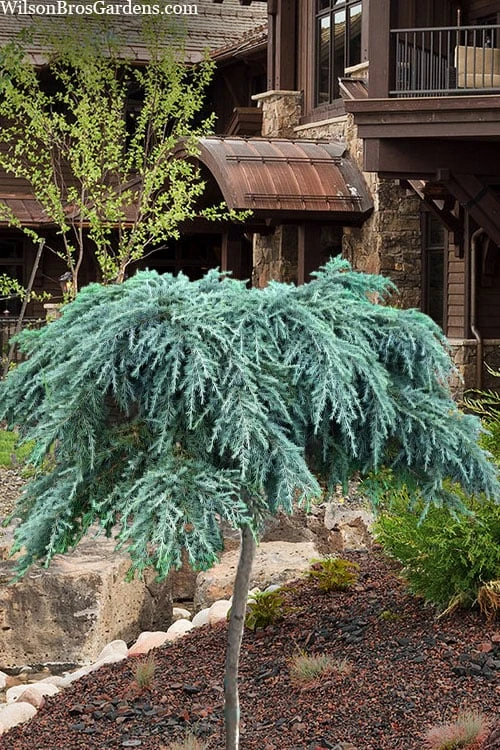 Feelin Blue Deodar Cedar (Single Trunk Tree Form) - 2 Gallon Pot 3 Feelin Blue Deodar Cedar (Single Trunk Tree Form) - 2 Gallon Pot